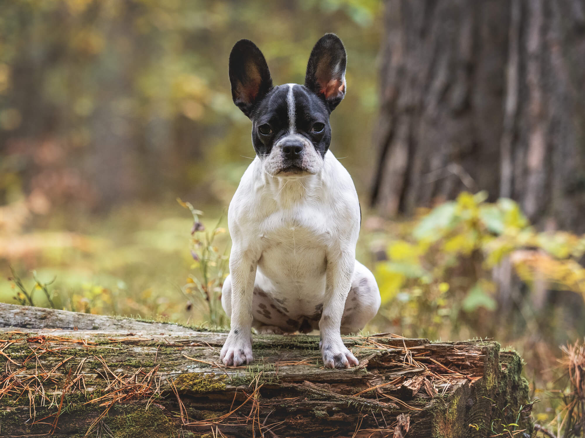 Stop skadelig avl af hunde
